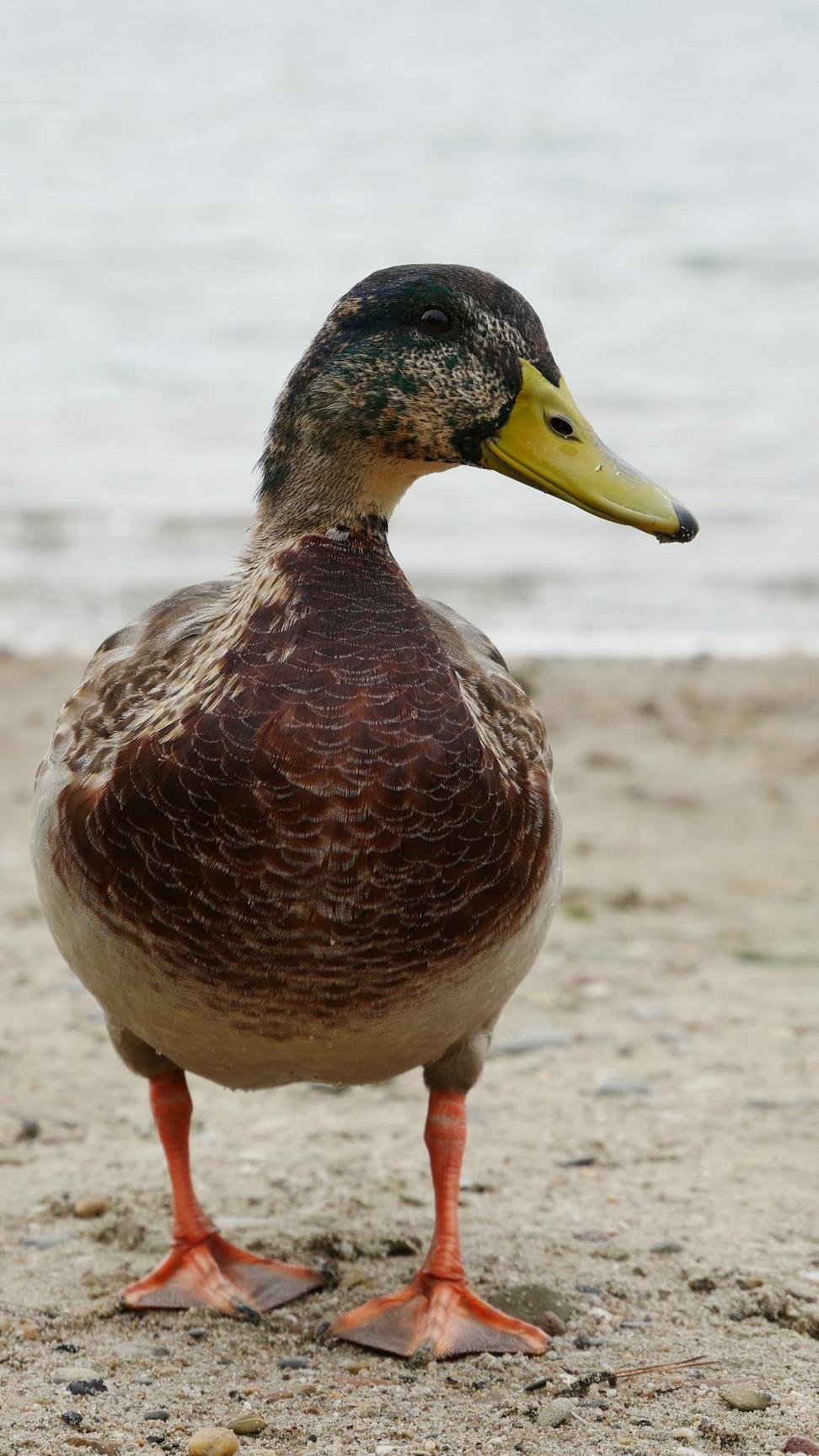 Duck breast